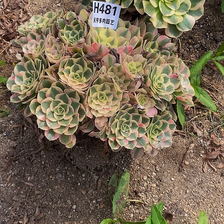 多肉七彩石481多肉
