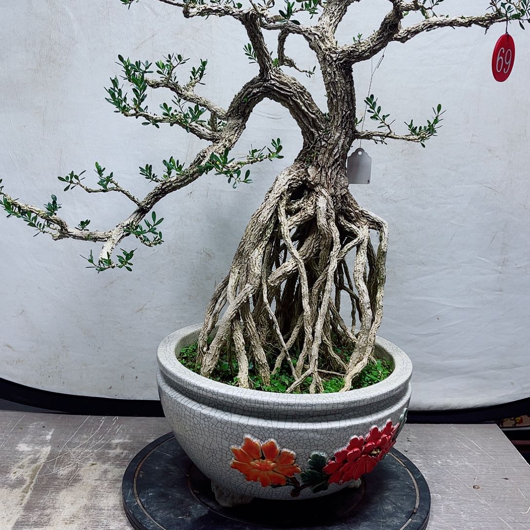 太***花广东雀舌皱皮黄杨盆景