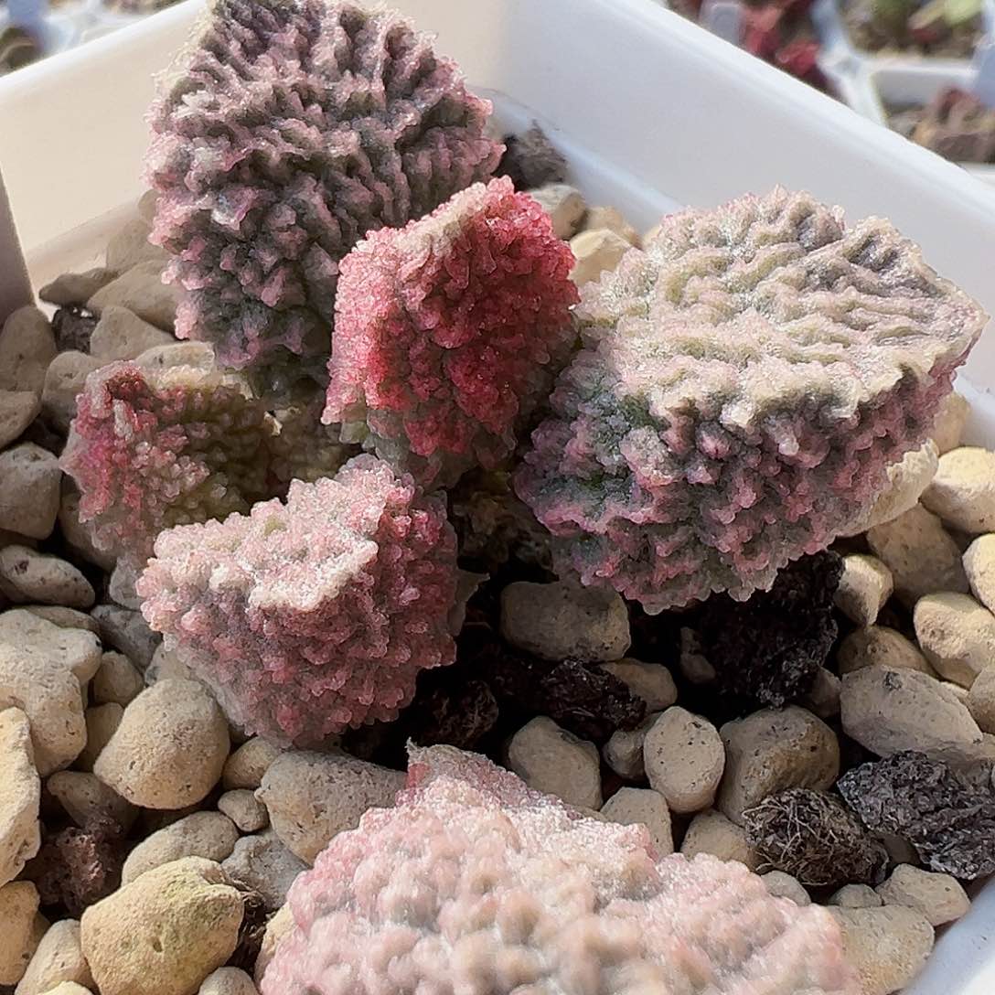 21-195 实生水泡，出叶片。