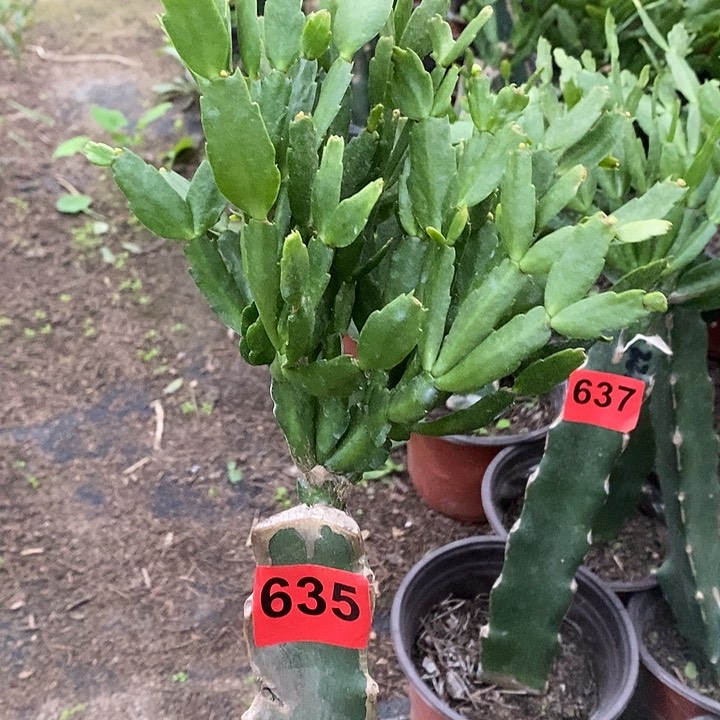 无花朵瑕疵苗2228，635号新疆不包邮