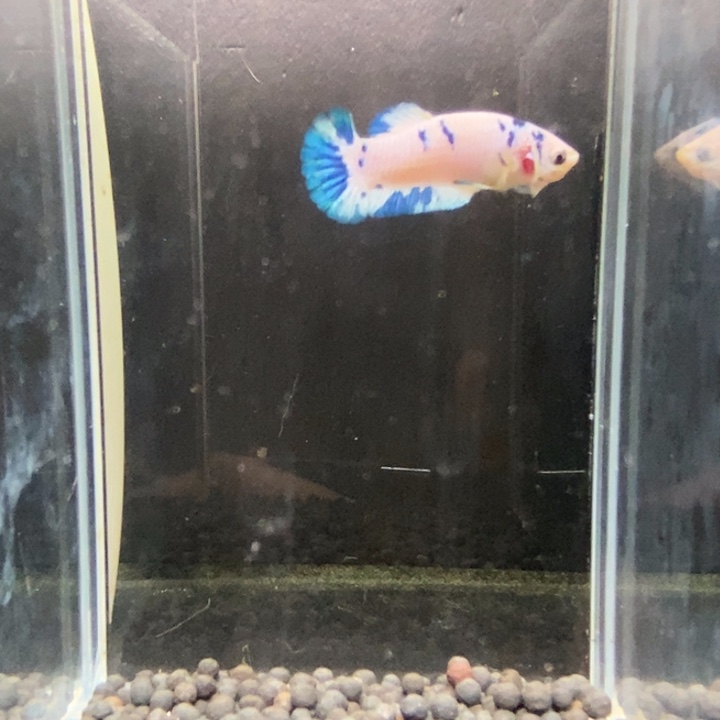 斗鱼泰国斗鱼508号