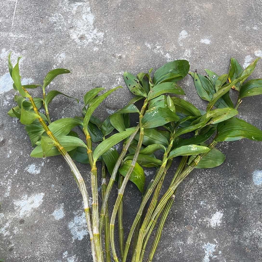 当前无花栽培后可以开花