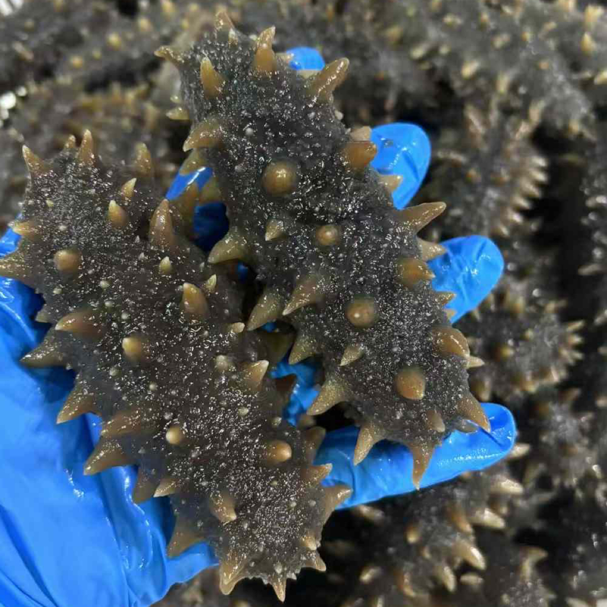 大连鲜食海参野生即食海参500g底播海参新鲜冷冻解冻即食大连海参