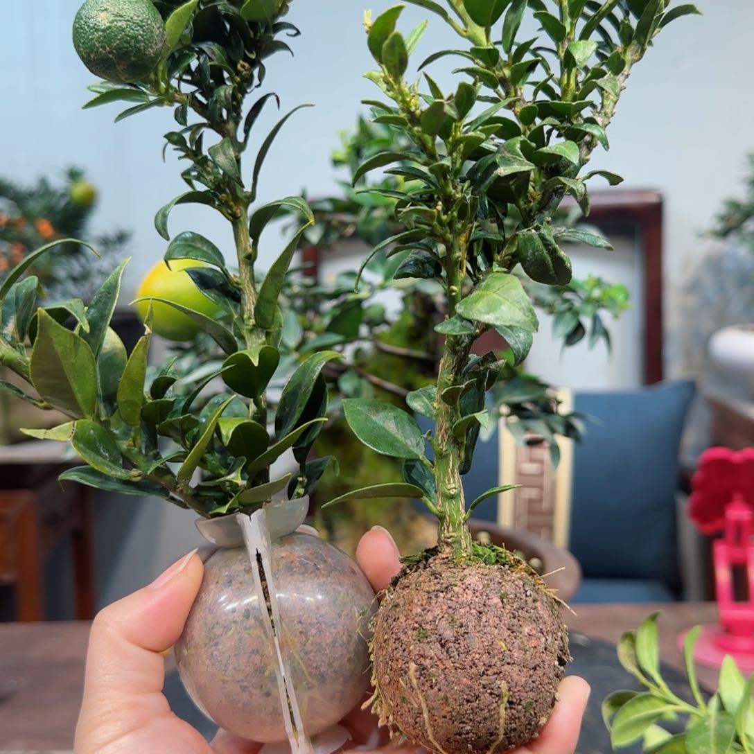 当前无花朵，栽培后可花朵不*云