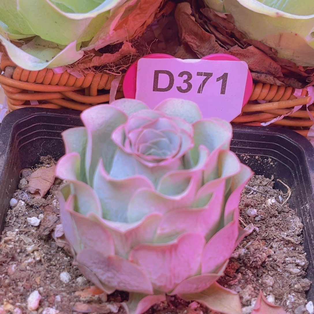 371山地玫瑰粉色