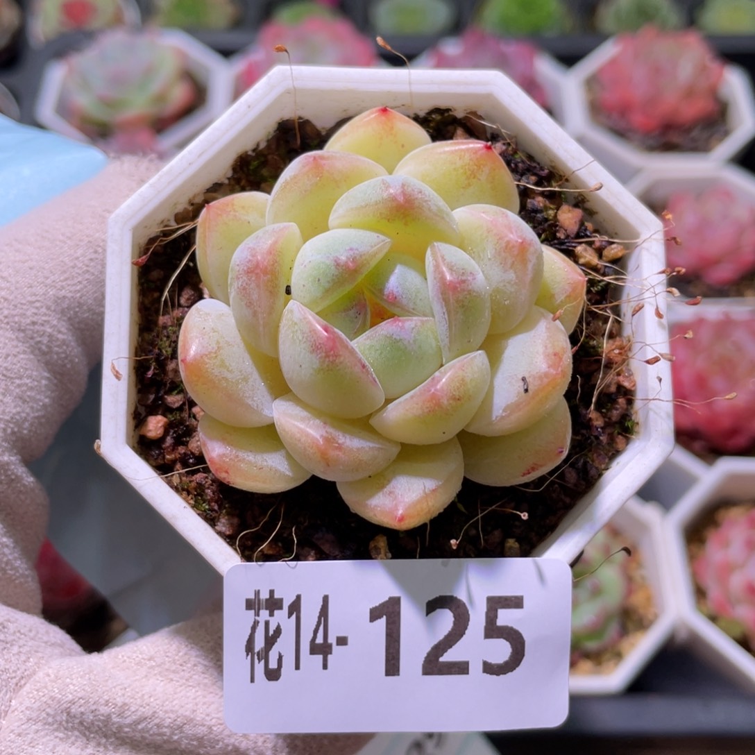 花利美14-125精选糖心