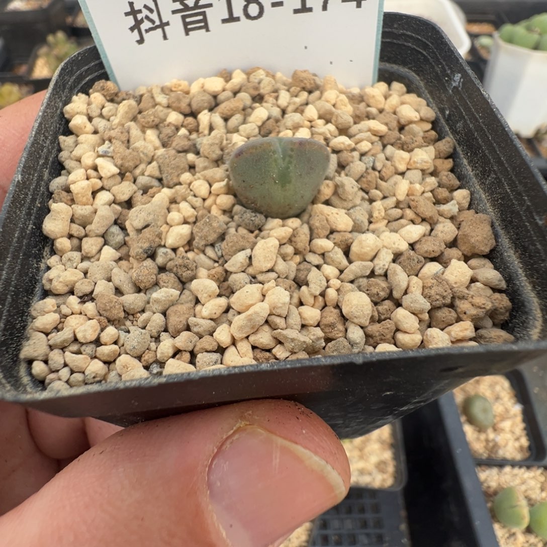 喂***啦18-174肉锥多肉植物，