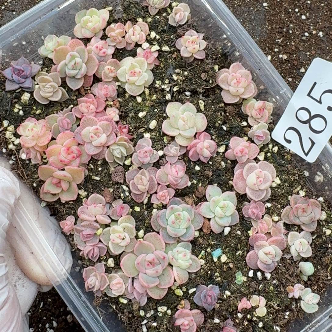 多肉植物多肉植物285