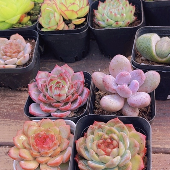 夜魔侠➕桃美人➕琴心➕葡萄珍妮单头