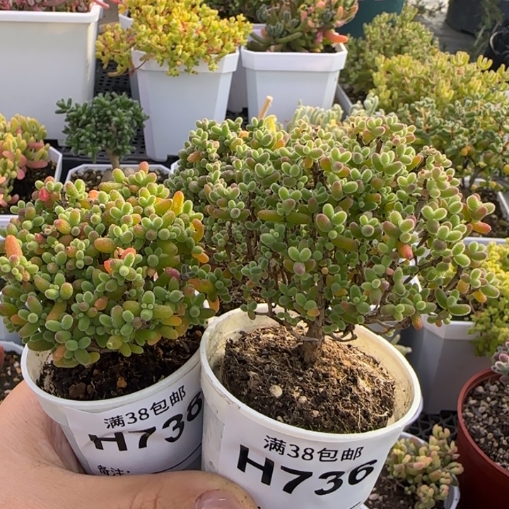 一***涯736-737-738-蜜桔糖球