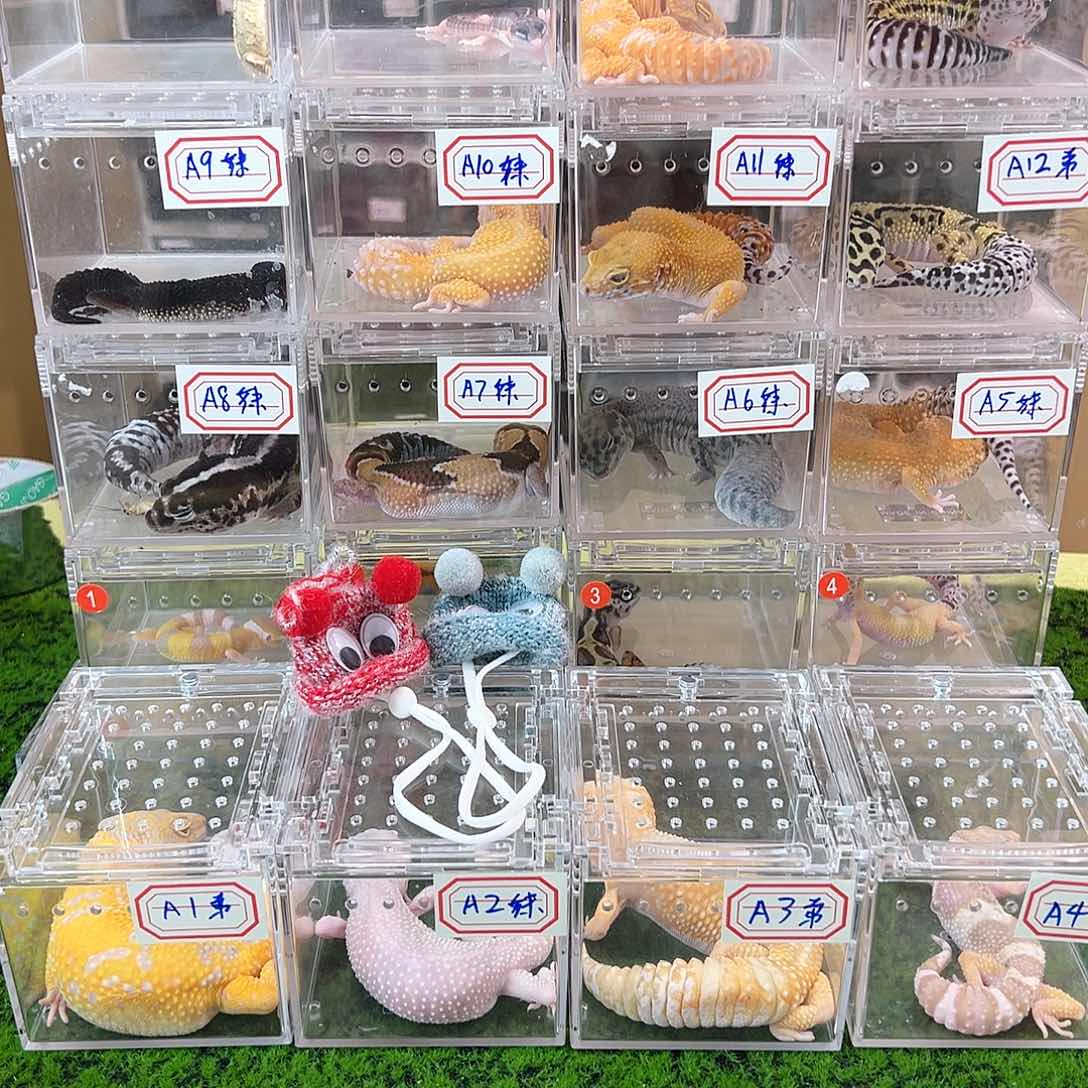 肥尾守宫温度计和加热垫