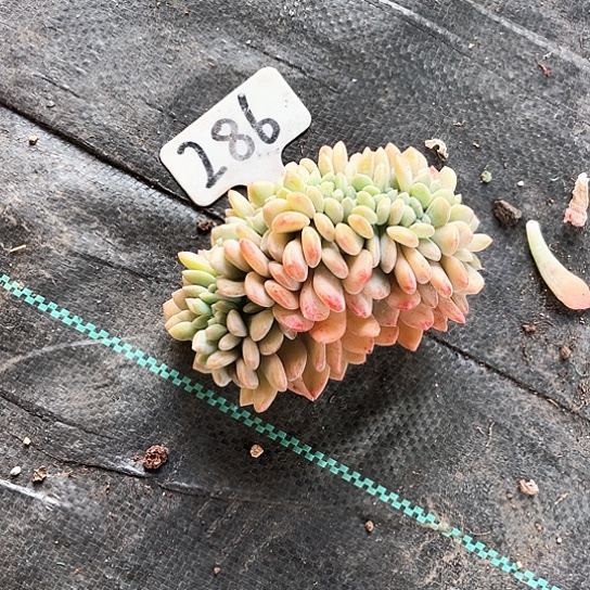 冰橙缀化286号码牌子的