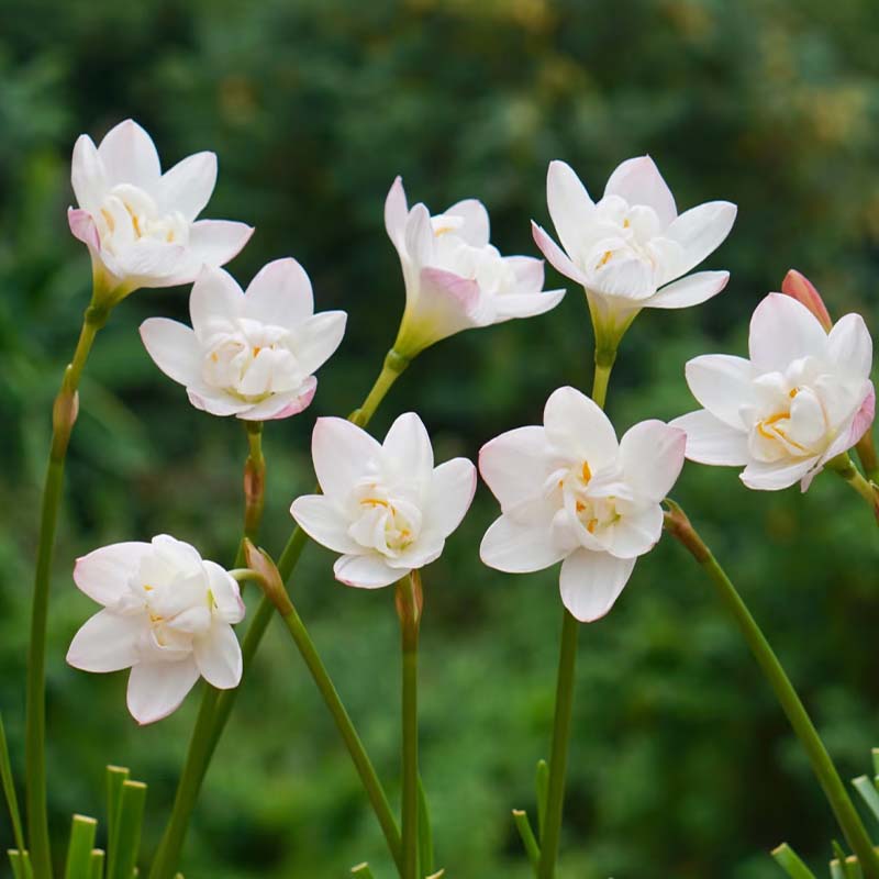 重瓣风雨兰种球浓香型重瓣多色内阳台绿植花卉四季开花韭兰葱兰室