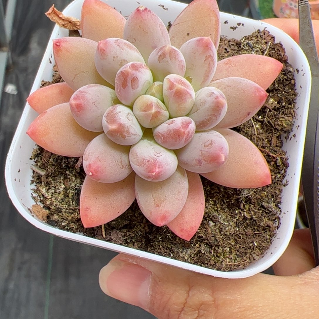 533 多肉植物组合盆栽