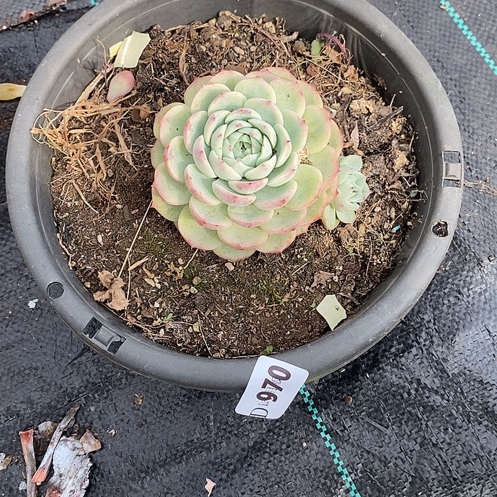 潇***过970粉水晶多肉植物多肉