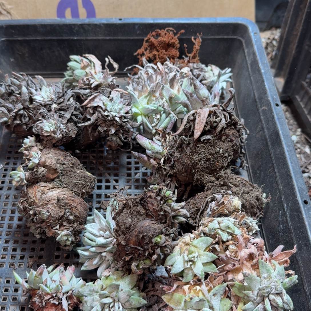 2005瑕疵框拍不售后