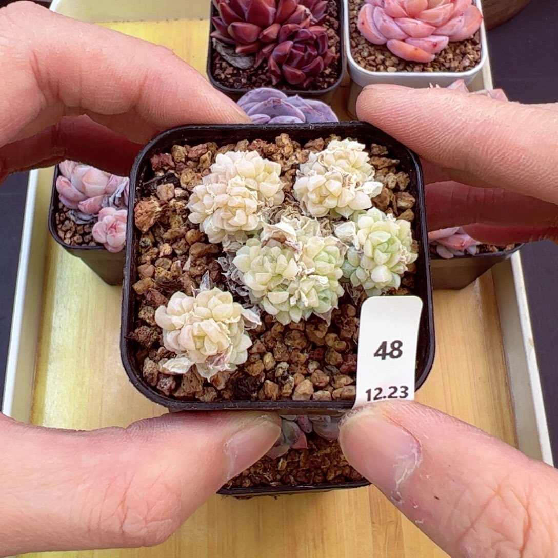 好好看48、哈哈哈哈