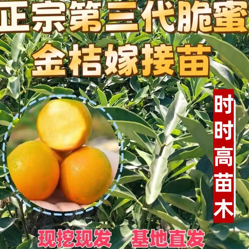 正品广西融安脆蜜金桔脆皮柑橘果树嫁接苗耐寒四季无核南方种植