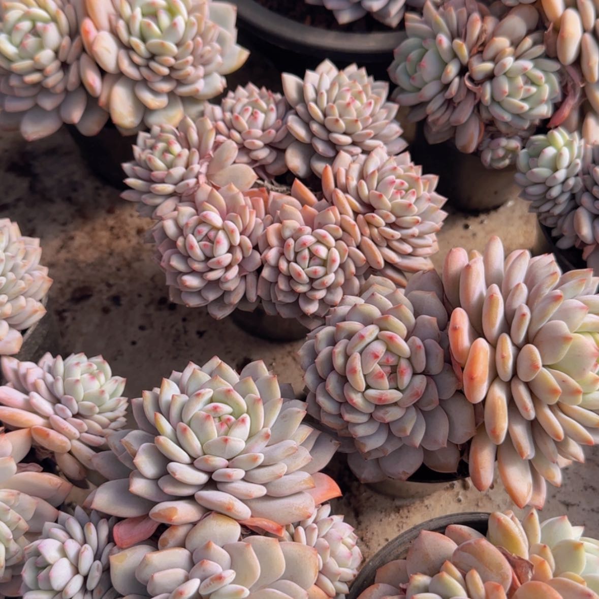 【闪购商品】小群星星橙9.9