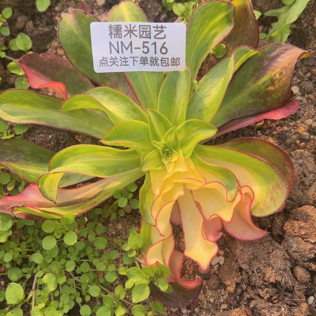 魅影七彩花脸多肉植物516