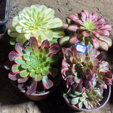 044多肉植物组合
