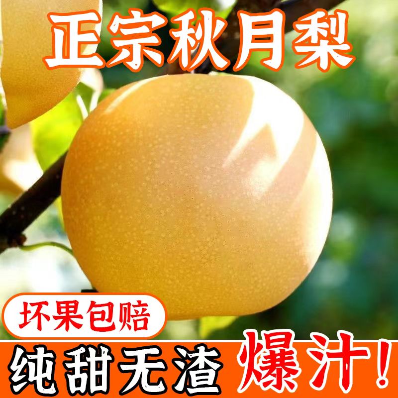 【保真！】正宗山东秋月梨冰糖梨子新鲜当季水果新鲜现摘脆甜爆汁