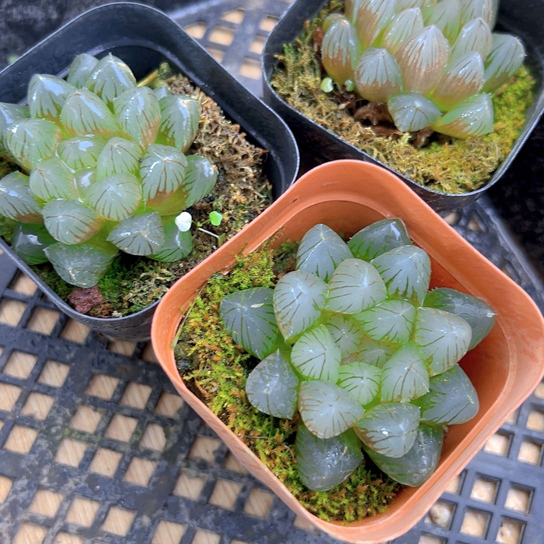 粉爪爪玉露多肉多肉一颗