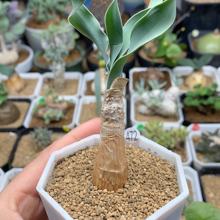 巨凤之卵带盆1.8cm