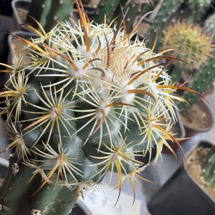 仙人球多肉植物花卉。千早丸