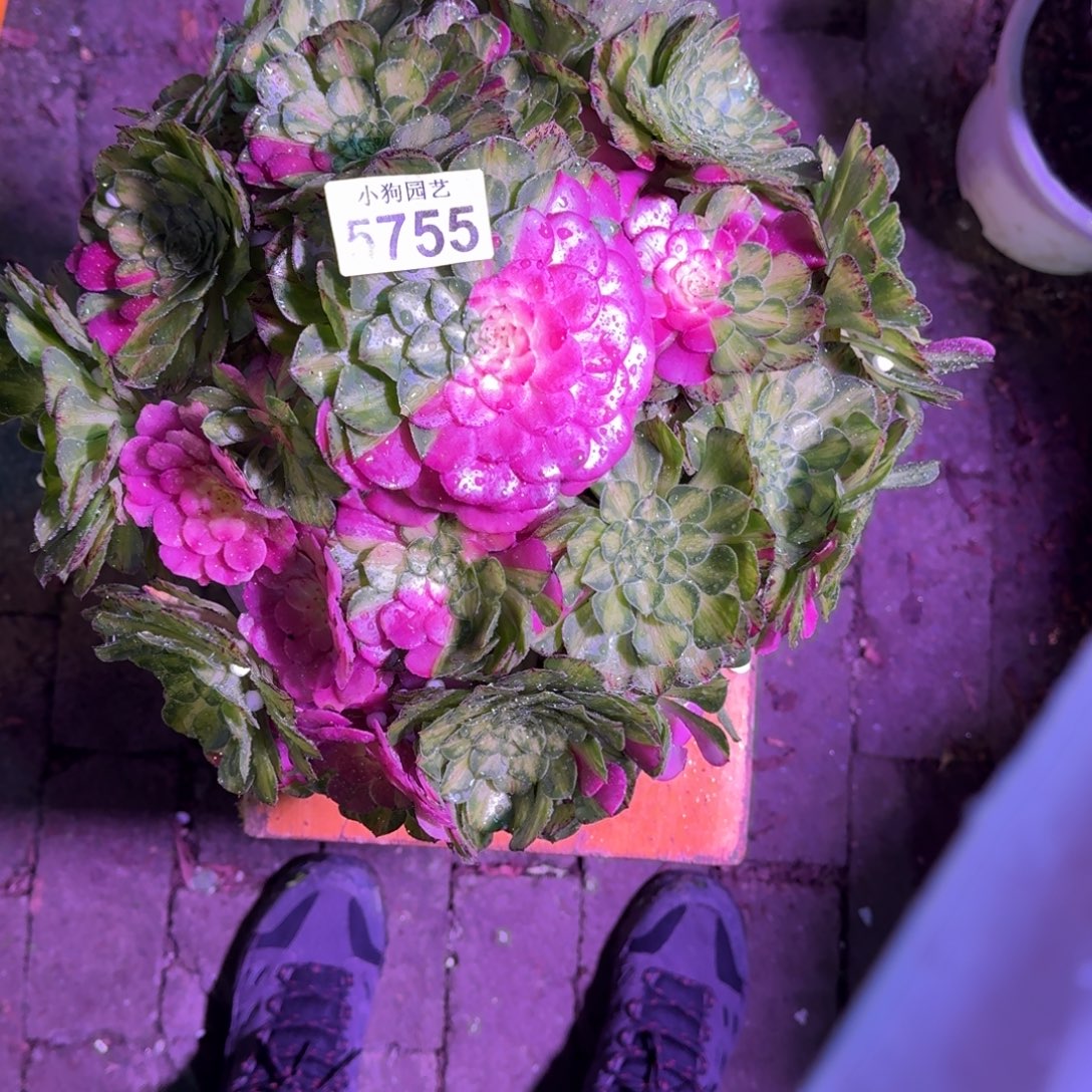 君***哥知否多肉植物5755