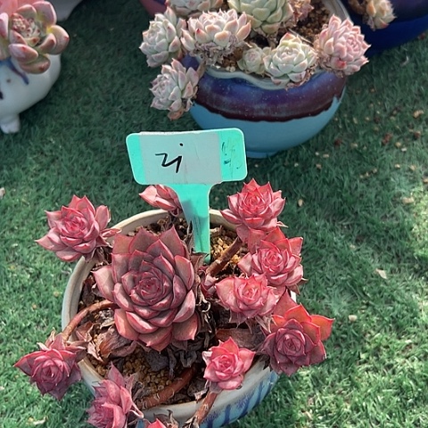 3玛格一个脱土多肉