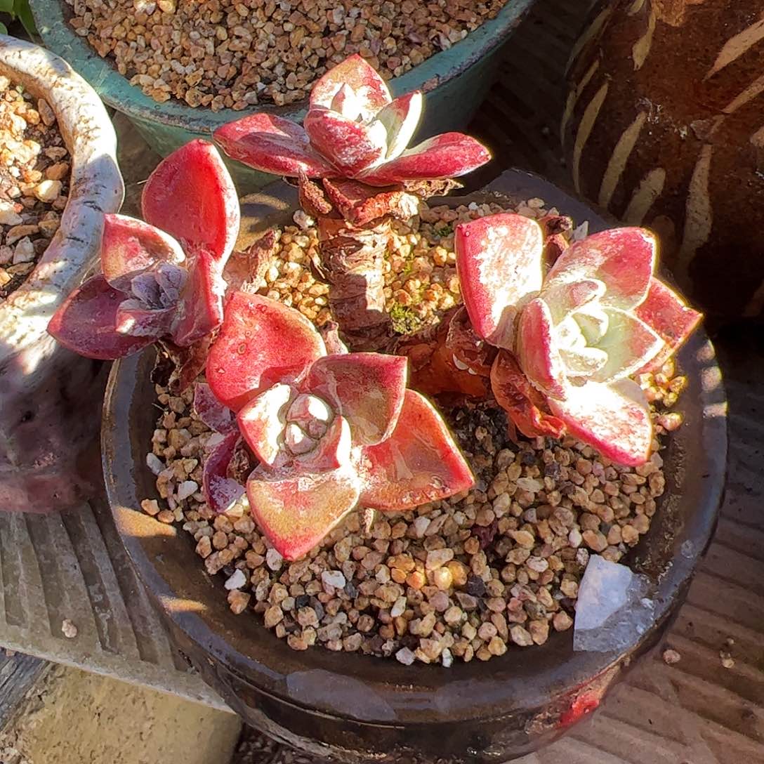 4521泡芙苹果叶仙女杯