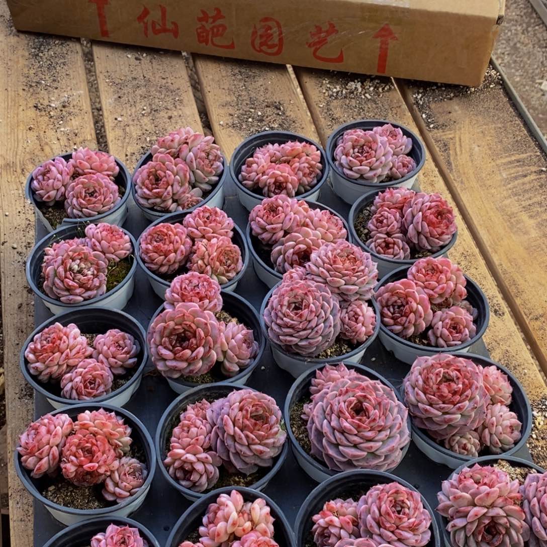 201多肉植物保护研究所所长助理