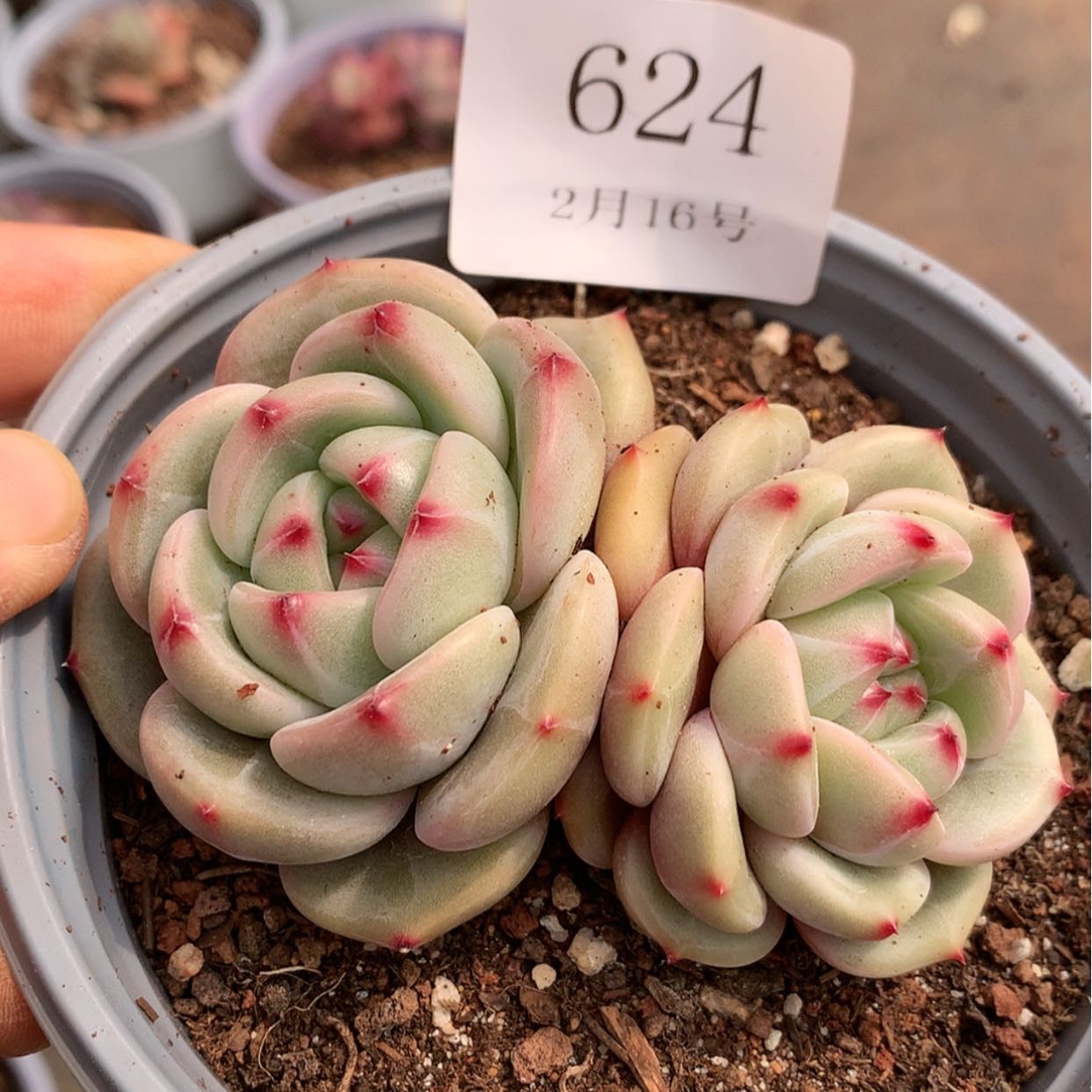 【闪购商品】云624