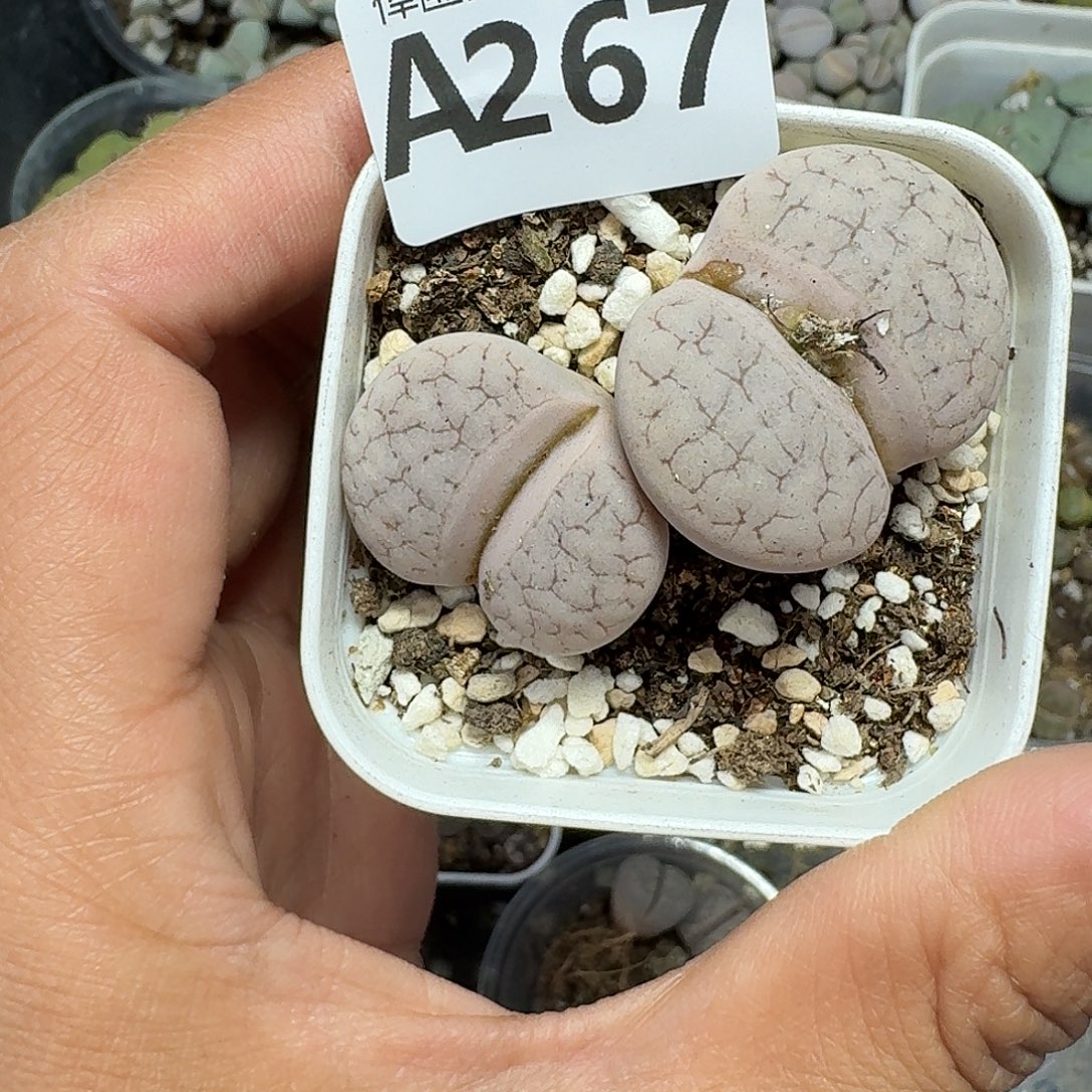 267多肉植物多肉植物