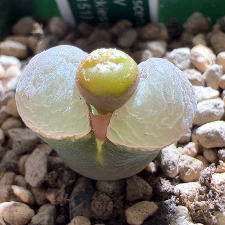 62。青蛙5年 粉绒窗2151。88折后价