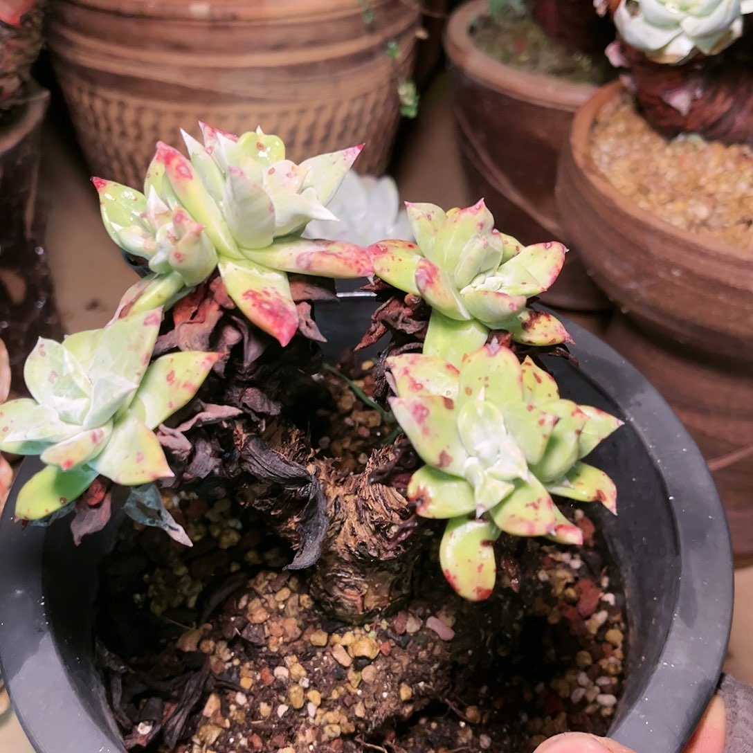 88395韩货法瑞娜莎苹果叶多肉