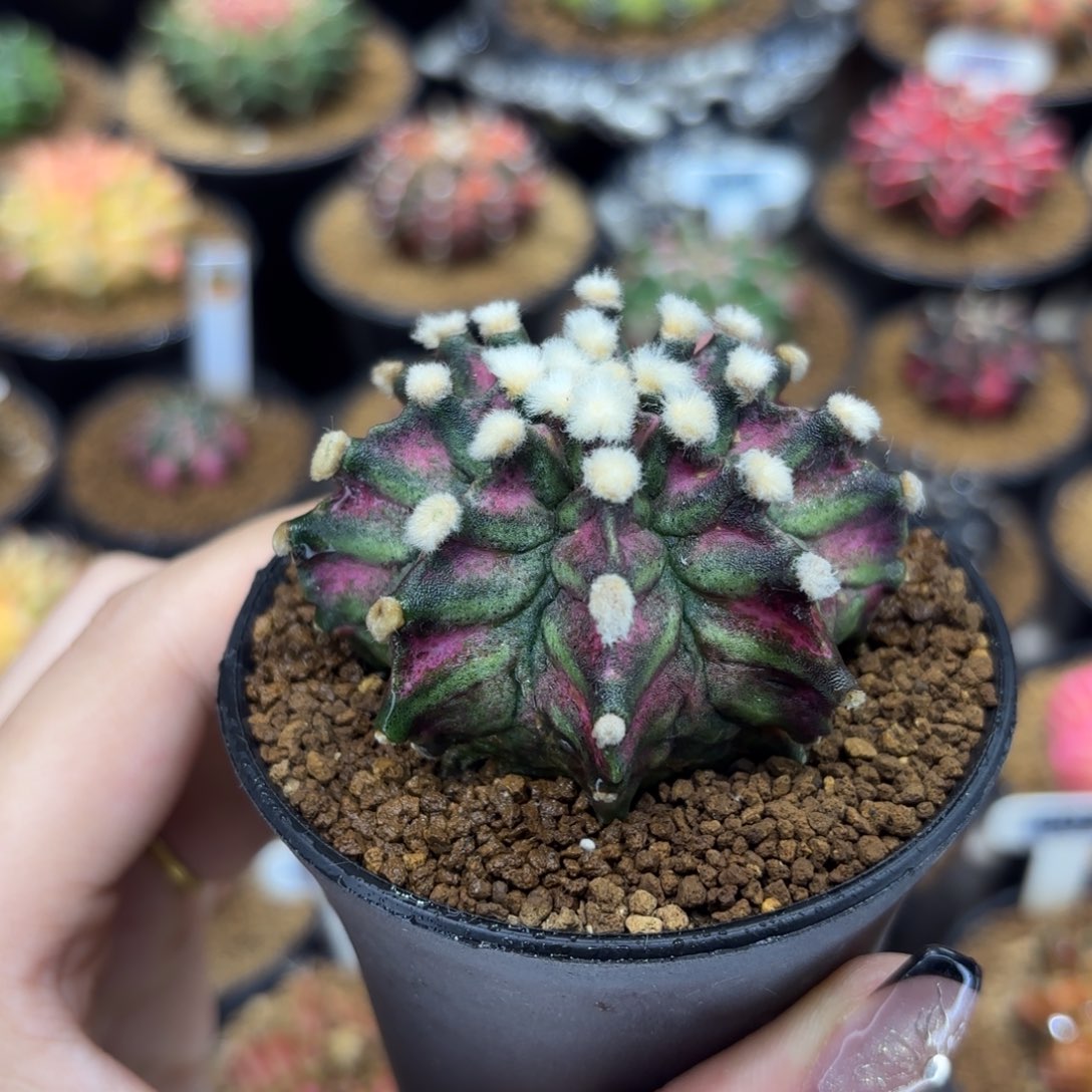 5.6cm高绒暗黑系海神