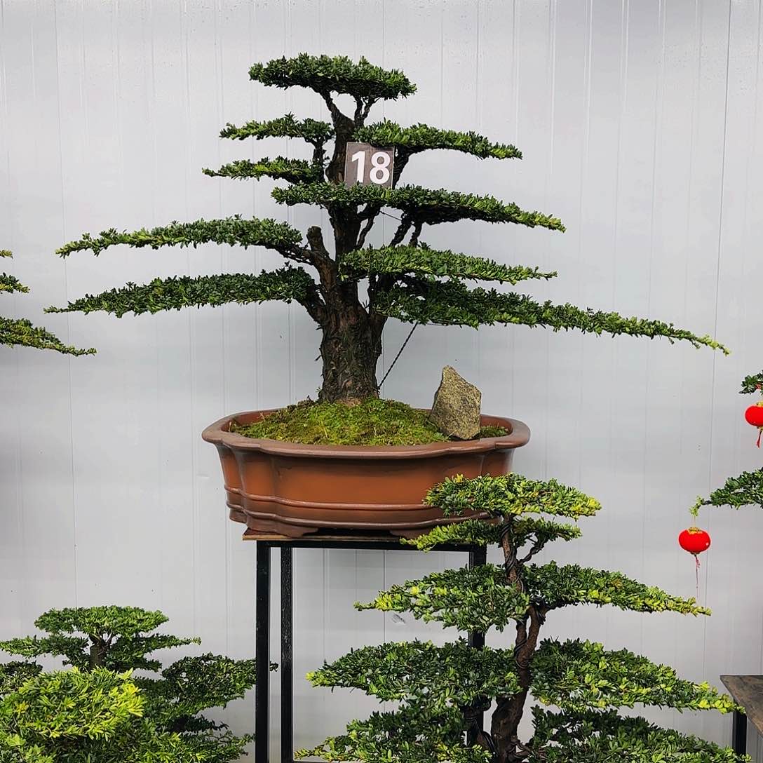 松树柏树造型盆景