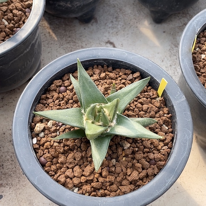 实生8.9cm龙牙牡丹福利