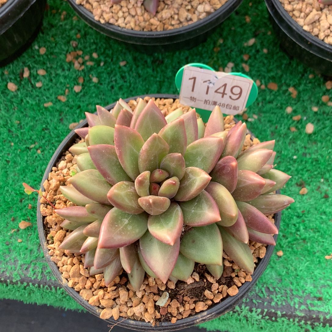 影***源迷雾泡泡无砍平头1149