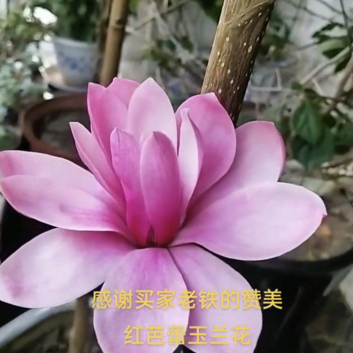 特浓香大花红芭蕾玉兰花春夏秋三季开花