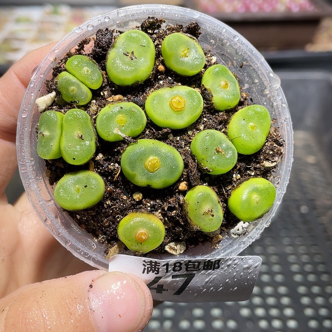 47当天凑满十八元包邮生石花