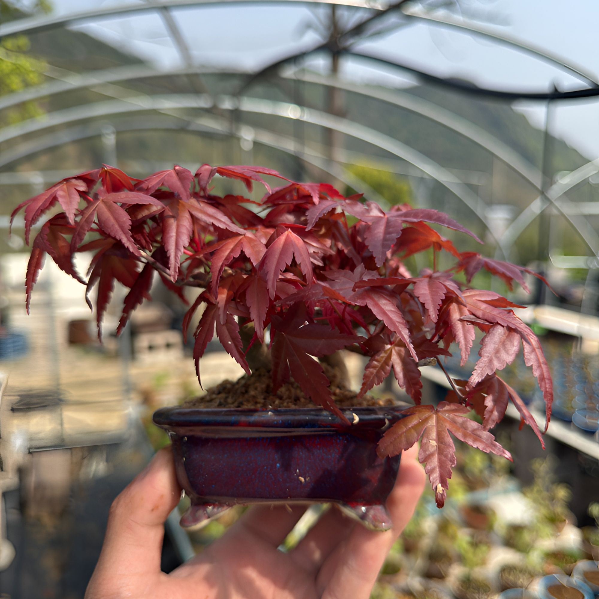 出猩猩枫树  原生 进口 小微盆景