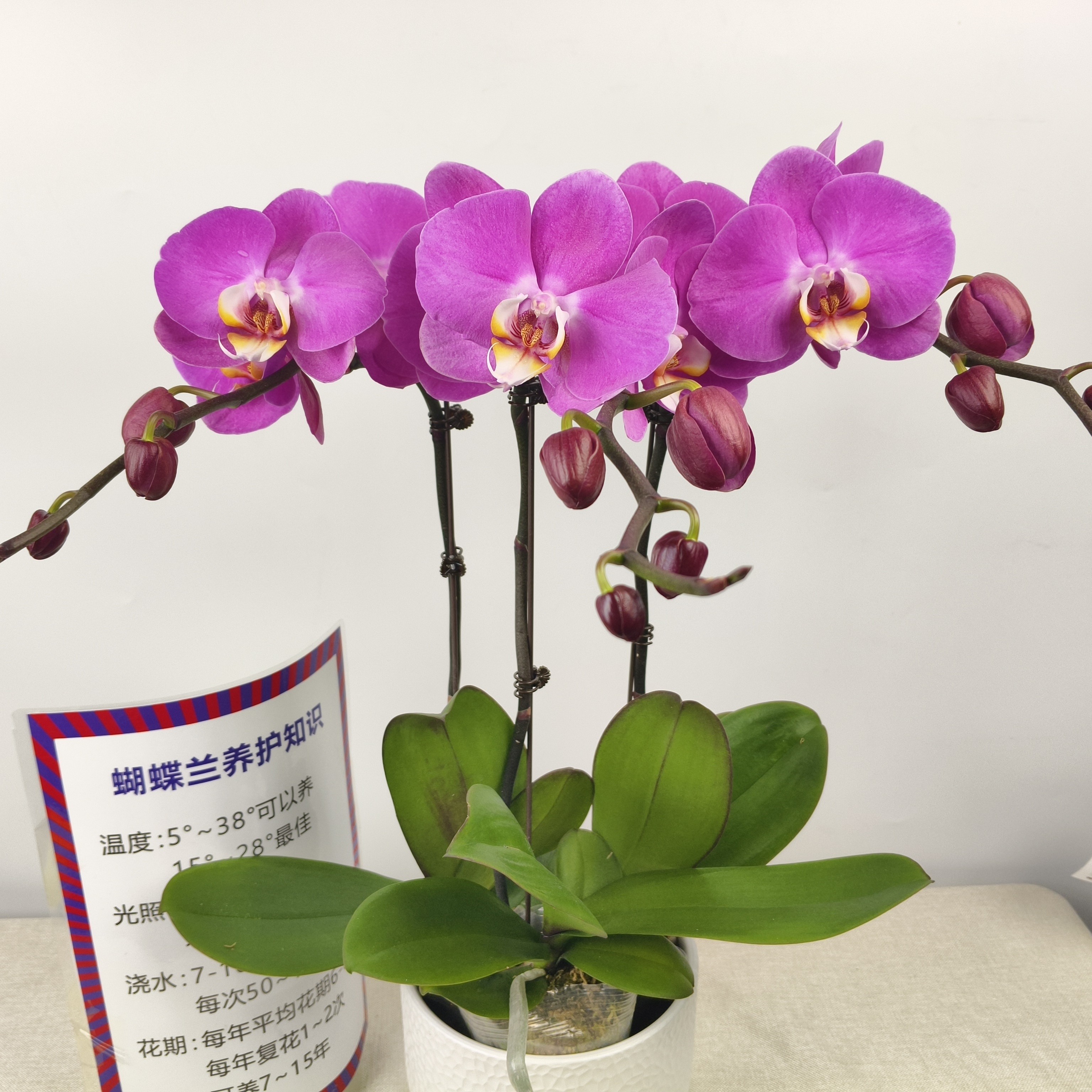 蝴蝶兰【粉宝图】花苗盆栽带花剑花苞客厅室内四季好养观赏花卉