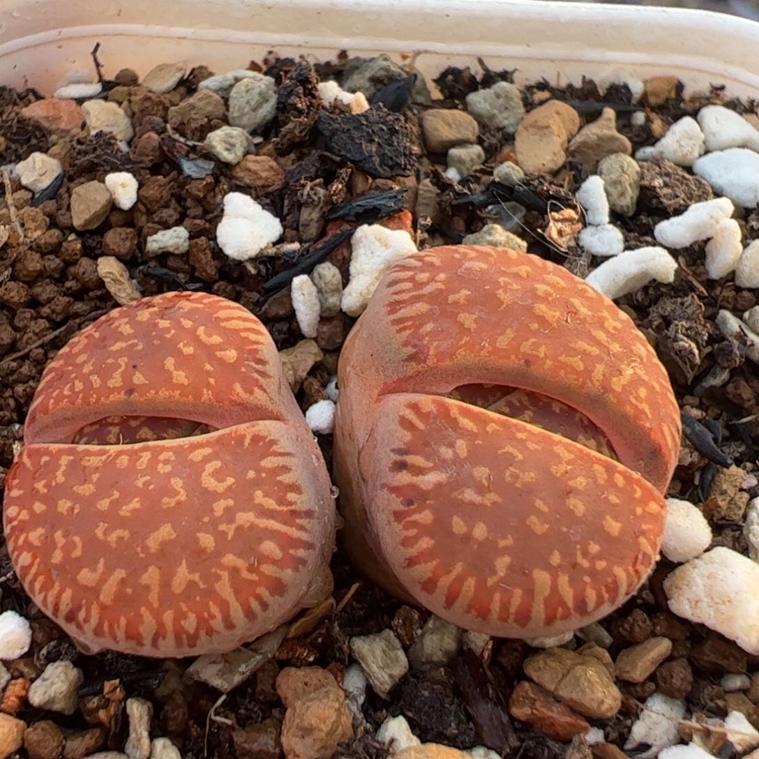 特价红光阳多肉植物