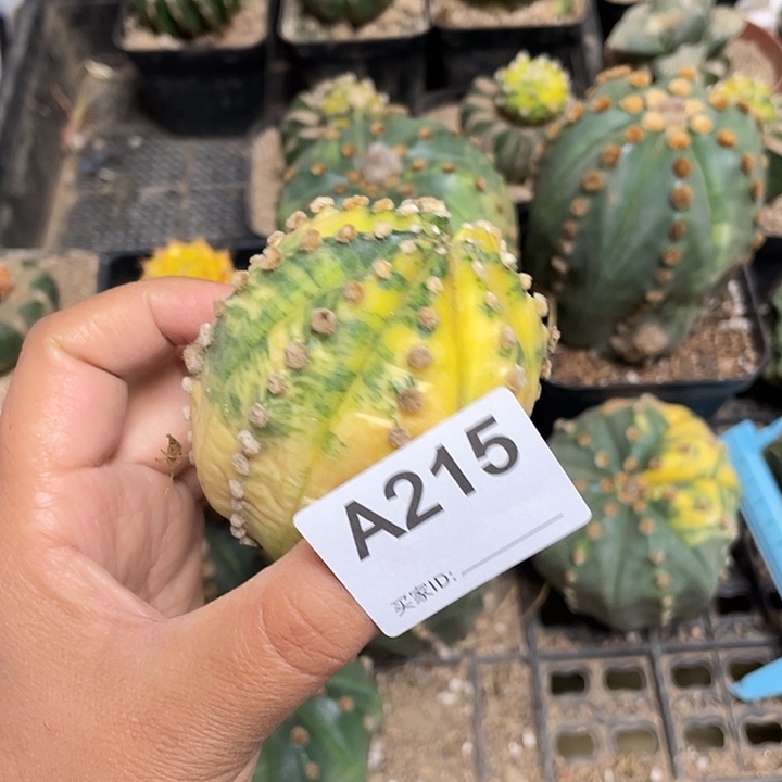 215号仙人球兜锦一个