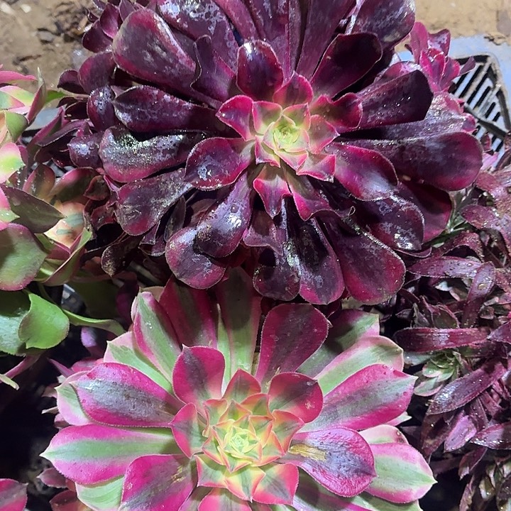 美杜莎+粉女巫包邮脱土