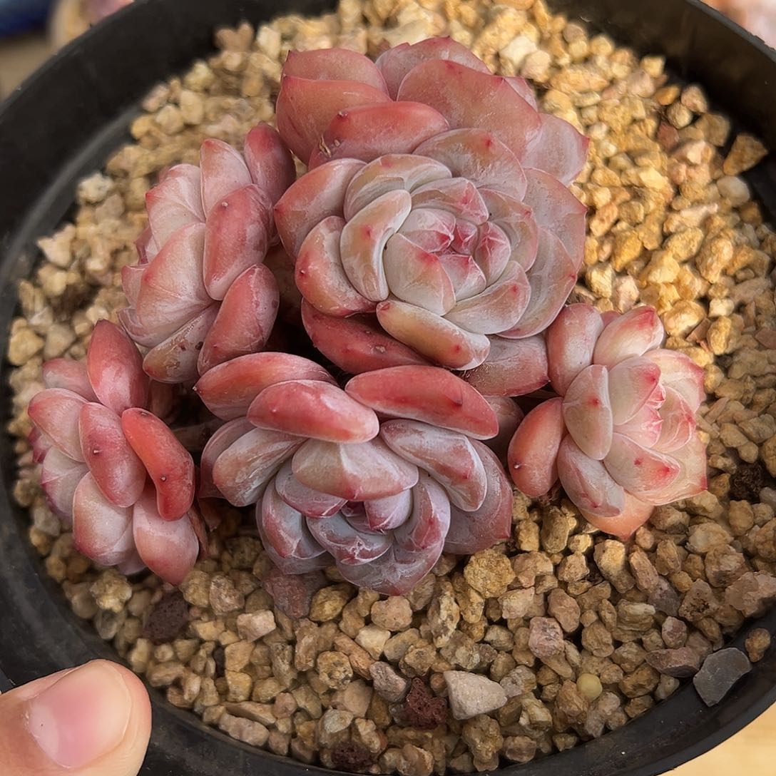 秘哈哈哈哈哈哈哈