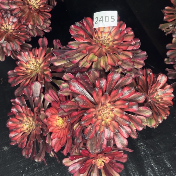 金***）红颜蜜语断一支不售后多肉